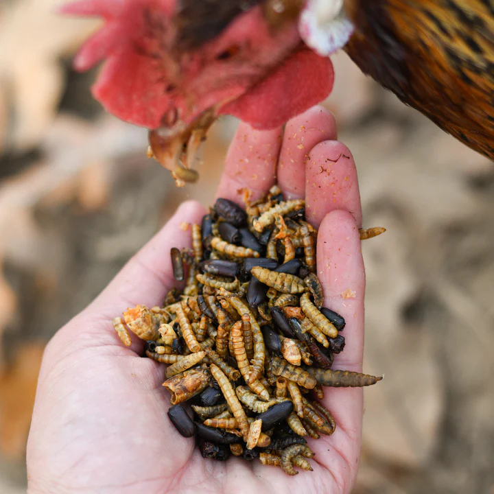 Happy Hen Bug Bonanza - Mealworm and Bug Blend - High-Protein Chicken Treats - Lady Gouldian Finch Supplies USA